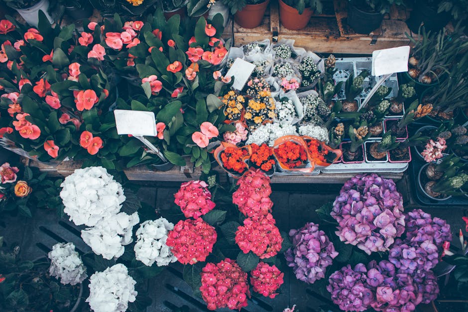 A vibrant display of flowering plants and floral arrangements at a florist, featuring pink, white, purple, and orange blooms. The scene includes large pink hydrangeas, white and pink cyclamen, and ora