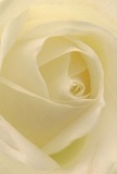 Being drawn deep into the heart of this creamy white rose is like stepping quietly into a sanctuary tucked away from Baldock's bustling high street. Each petal unfurls in delicate, swirling layers, their textures impossibly soft and lustrous, as though touched by the first dew of a spring morning. Gentle shadows dance between folds of ivory, creating a mesmerizing play of light that inspires peace and reflection. The overall atmosphere of this photograph radiates tranquility-a feeling reminiscent of early walks through the leafy paths of Baldock, when the day is full of potential. It's easy to picture the subtle, sweet fragrance hovering around the bloom, understated yet unmistakable. With meticulous craftsmanship evident in the perfect spiral and arrangement, this rose becomes a symbol of heartfelt reverence, suited for expressing sympathy, admiration, or celebrating new chapters in life. Crafted by experienced florists familiar with the town's rhythms, this bouquet channels not only the purity of the flower, but also the warmth and artistry woven into every meaningful floral gift delivered in and around Baldock.